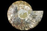 Cut Ammonite Fossil (Half) - Agatized #121490-1